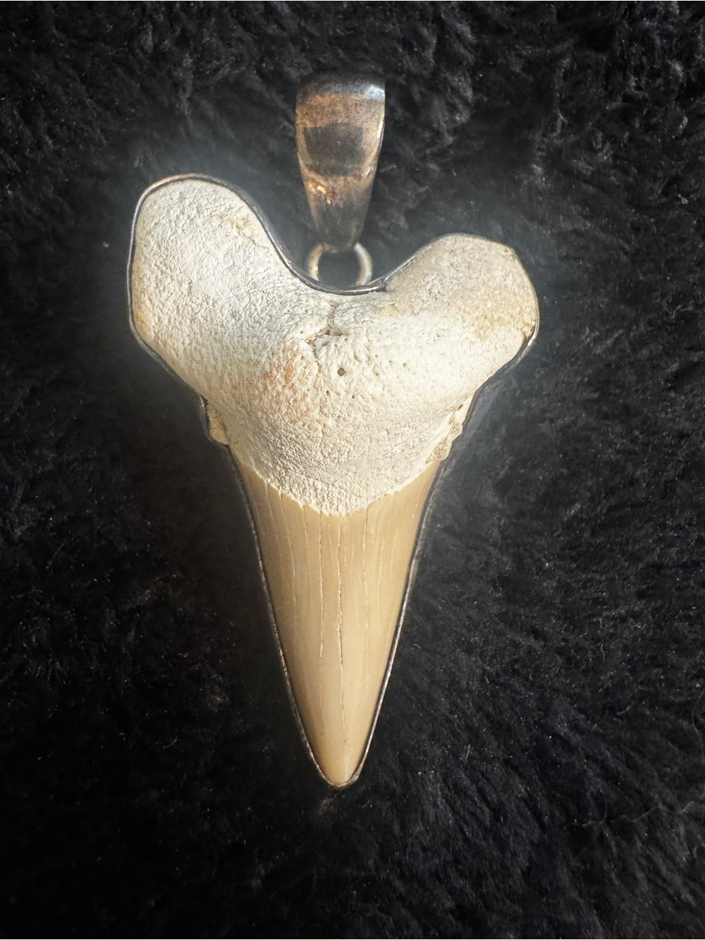 Charles Albert Beige and Cream Shark Tooth encased in Sterling Silver. Pendant